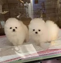 2Pomerania intelligenti e dolci | Foto 0