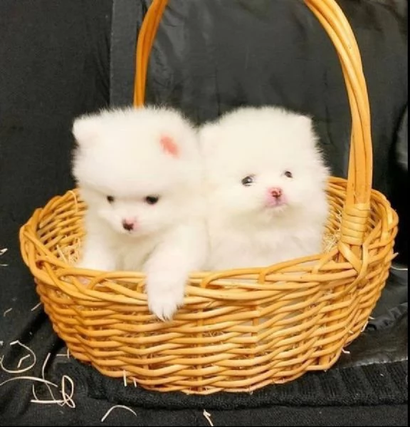 cuccioli di Pomerania intelligenti e dolci