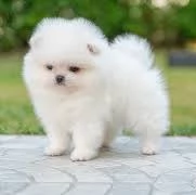 cuccioli di Pomerania intelligenti e dolci | Foto 1