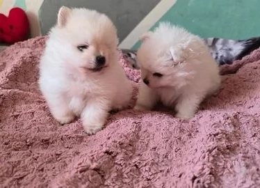 cuccioli di Pomerania 2