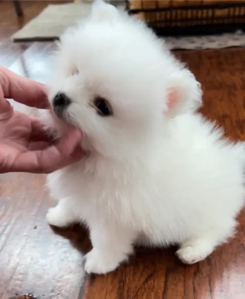 cuccioli di Pomerania intelligenti e dolci | Foto 1