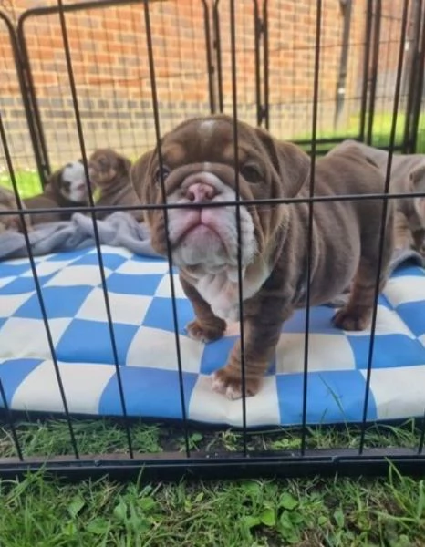 Cuccioli di bulldog inglese registrati