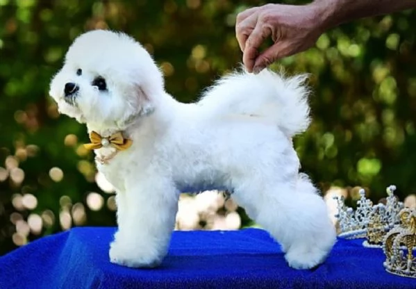 Bichon Frise cucciolo in vendita