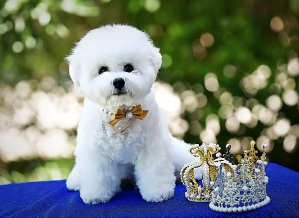 Bichon Frise cucciolo in vendita | Foto 3