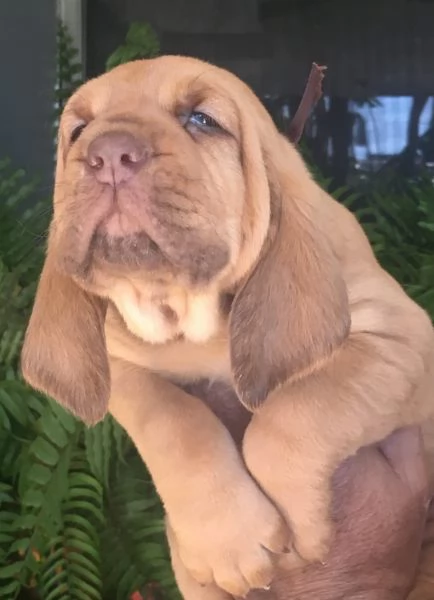 cuccioli di Bloodhound