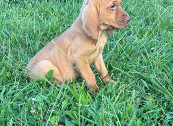 cuccioli di Bloodhound