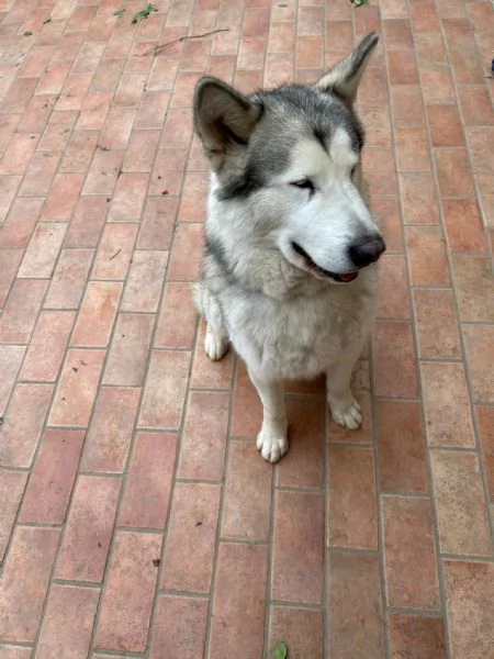 Alaskan Malamute