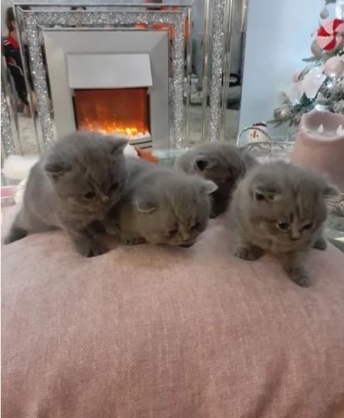 Bellissima  gatti a pelo corto in adozione. British shorthair