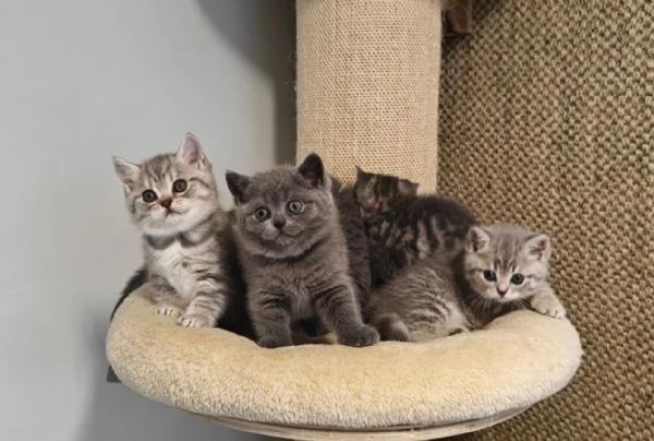 4 gatti a pelo corto in adozione. British shorthair