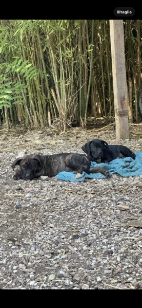 Cuccioli di cane corso | Foto 1