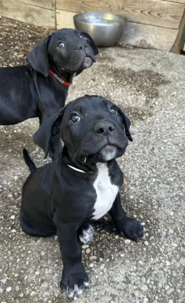 Cuccioli di cane corso