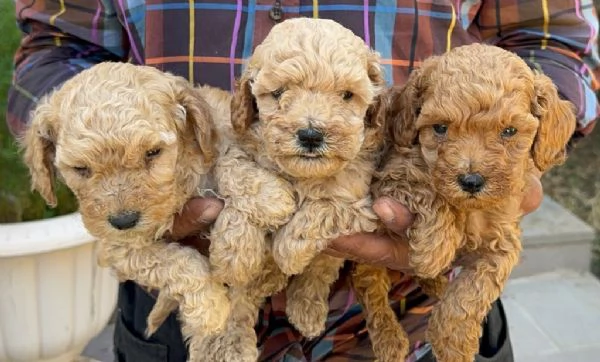 regala cuccioli di barboncino maschi e femmine | Foto 0