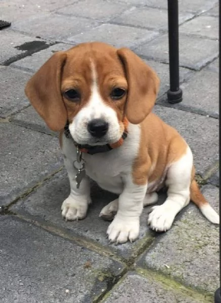 regala cuccioli di beagle maschi e femmine | Foto 2