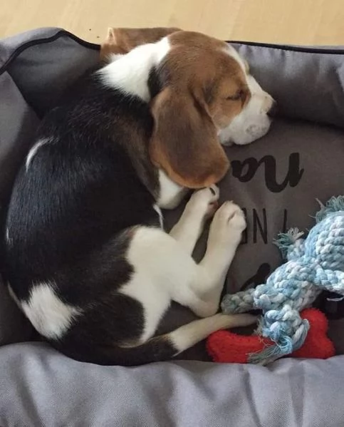 regala cuccioli di beagle maschi e femmine | Foto 0