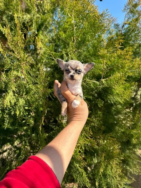 regalo cuccioli di Chihuahua maschi e femmine | Foto 1