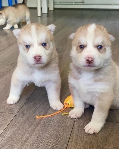 regalo cuccioli di Husky maschi e femmine