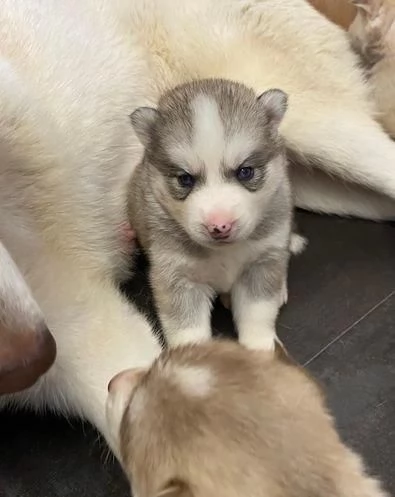 regalo cuccioli di Husky maschi e femmine | Foto 1