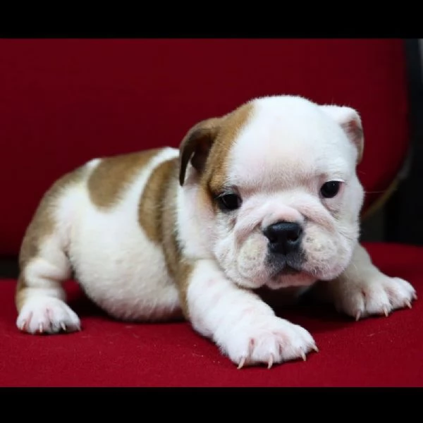 REGALO   BULLDOG INGLESE