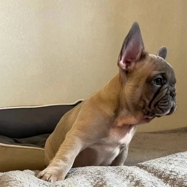 Cuccioli di bulldog francese! | Foto 0