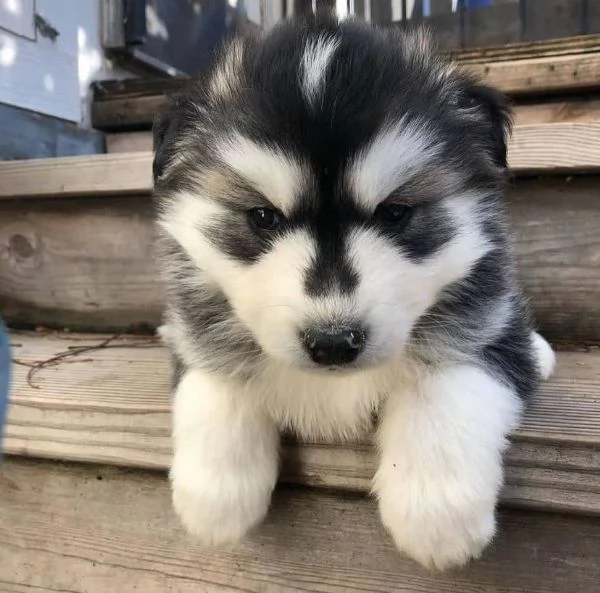 Siberian husky cuccioli