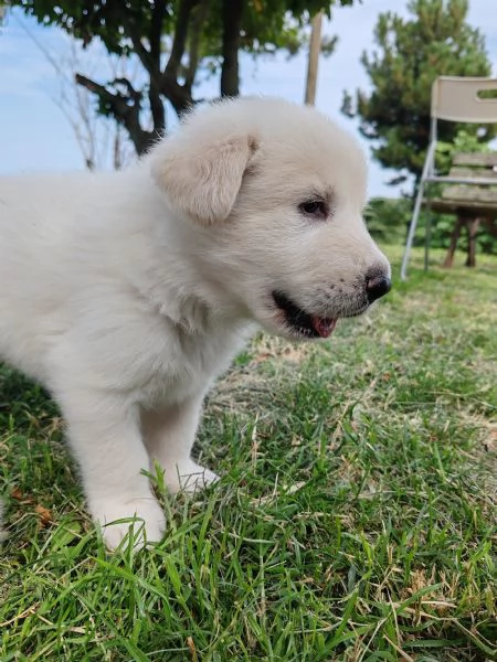 Cuccioli pastore maremmano | Foto 2