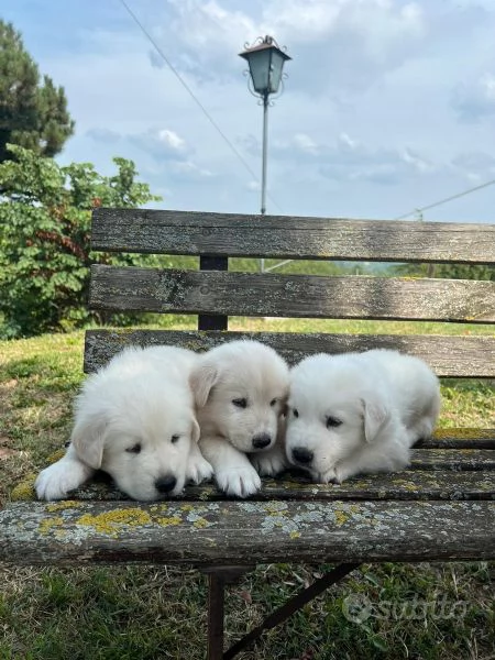 Cuccioli pastore maremmano | Foto 0