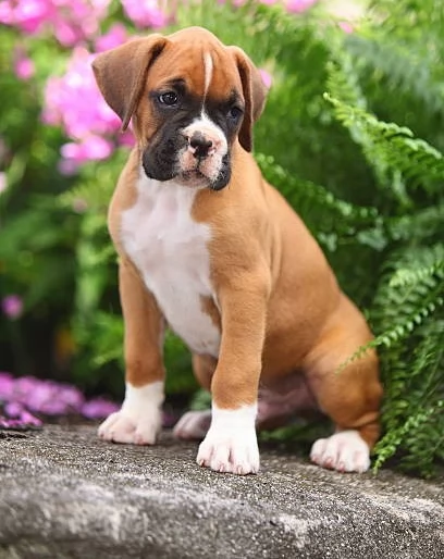 Cuccioli Boxer con coda e senza coda | Foto 3