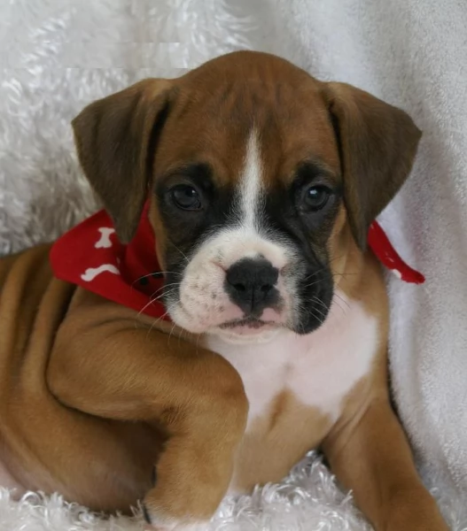 Cuccioli Boxer con coda e senza coda | Foto 1