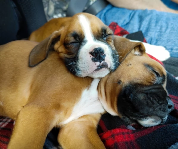 Cuccioli Boxer con coda e senza coda