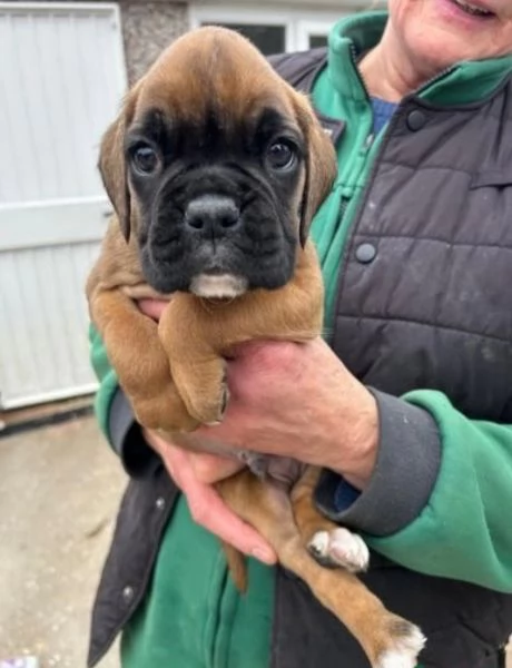 Cuccioli Boxer con coda e senza coda