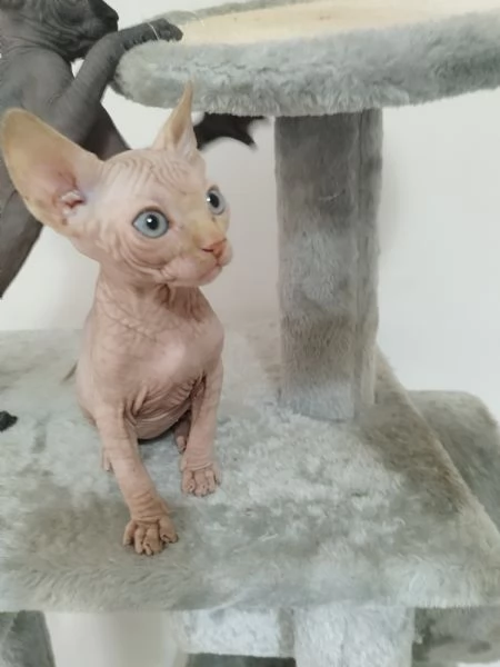 Cuccioli di Canadian Sphynx  | Foto 1