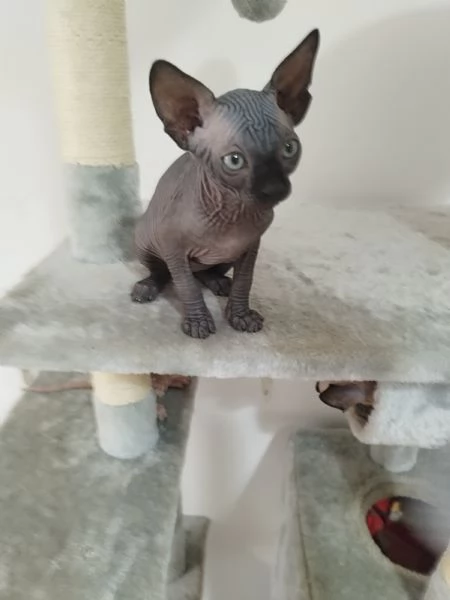 Cuccioli di Canadian Sphynx  | Foto 0