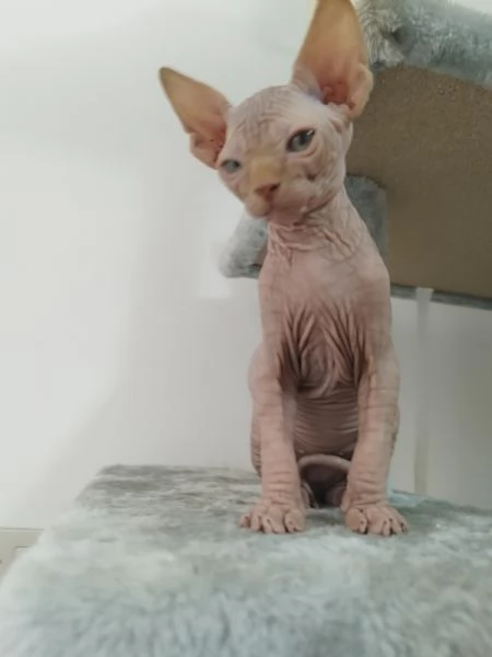 Cuccioli di Canadian Sphynx 