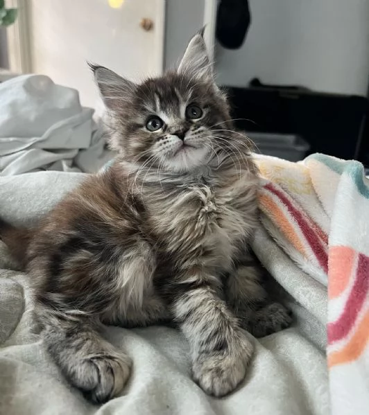 Maine Coon cuccioli pedigree