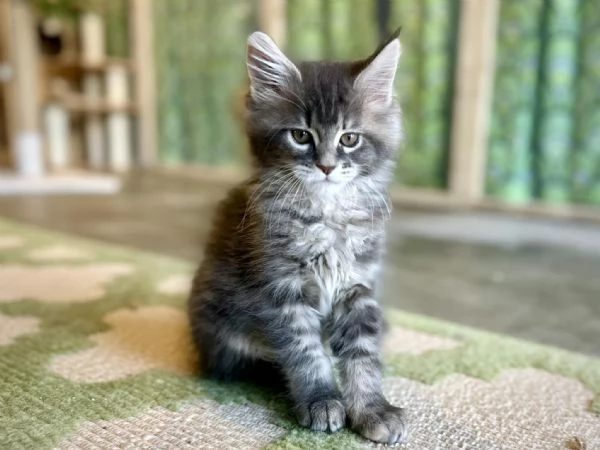 Cucciola di razza Maine Coon!!