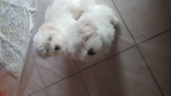 Cucciolo  maltese  | Foto 1