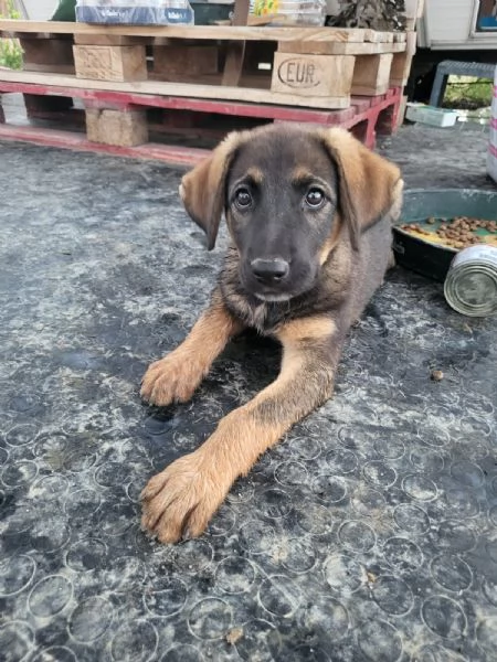 Cuccioli taglia medio grande | Foto 1