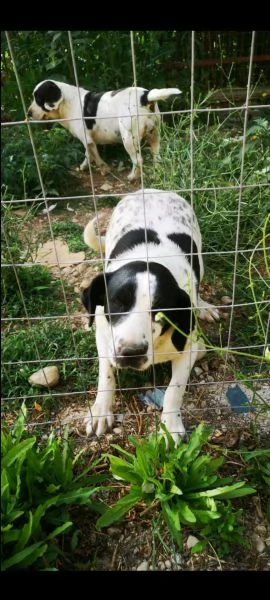 Cani simil beagle | Foto 0