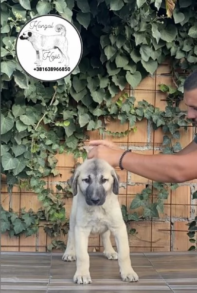 Cuccioli di Kangal turco in vendita | Foto 6