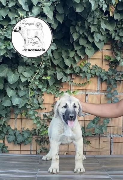 Cuccioli di Kangal turco in vendita | Foto 5