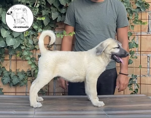 Cuccioli di Kangal turco in vendita | Foto 4