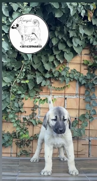 Cuccioli di Kangal turco in vendita | Foto 2