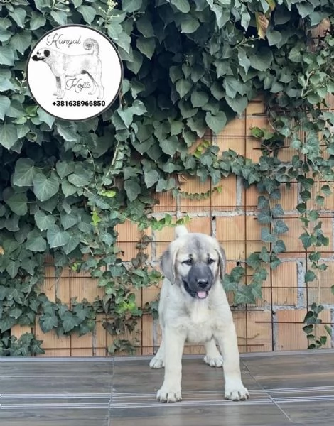 Cuccioli di Kangal turco in vendita | Foto 1