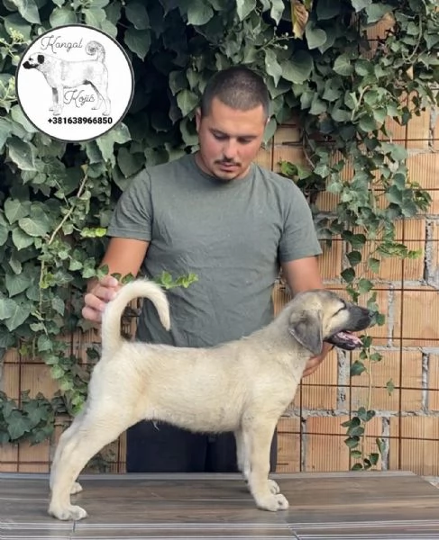 Cuccioli di Kangal turco in vendita | Foto 0