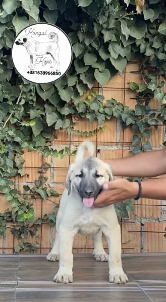 Cuccioli di Kangal turco in vendita