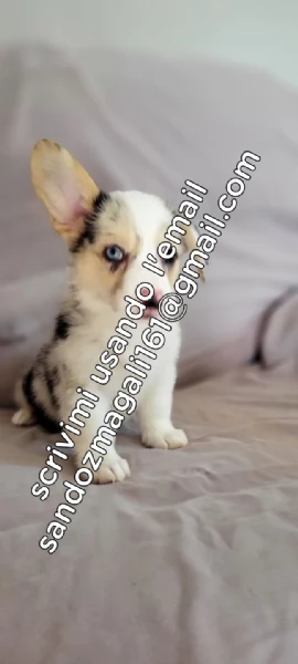 Cuccioli di corgi in adozione