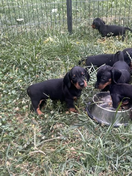 cuccioli bassotto tedesco | Foto 0