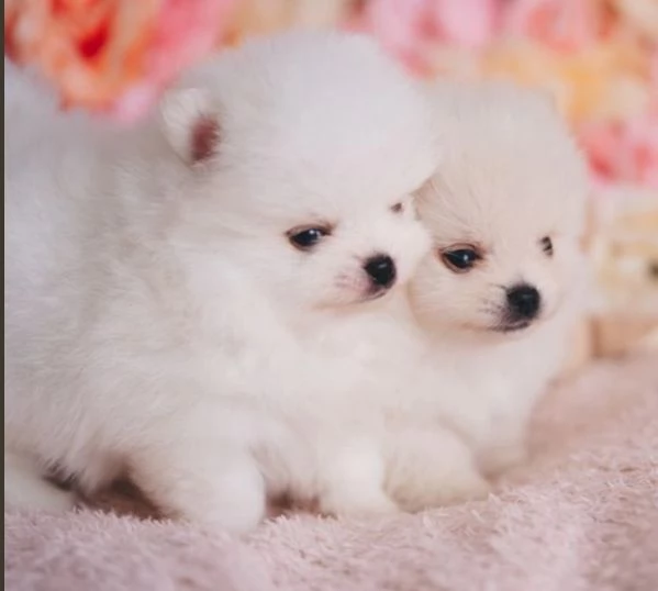 Cuccioli di pomerania