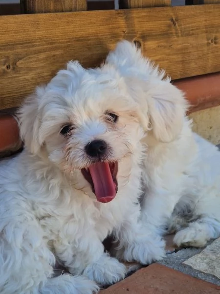 Cuccioli Maltese 