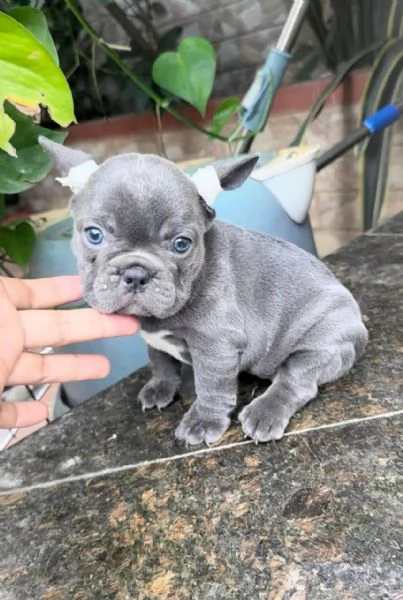 cuccioli di bulldog francese blu in vendita | Foto 3